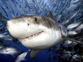 Great White Shark