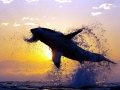 Great White Shark