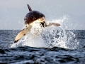 Great White Shark