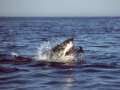 Great White Shark