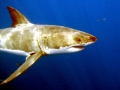 Great White Shark