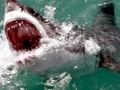 Great White Shark