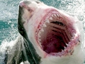 Great White Shark