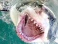 Great White Shark