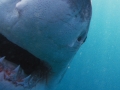 Great White Shark