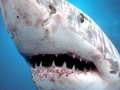 Great White Shark