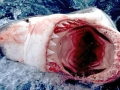 Great White Shark