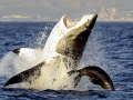 Great White Shark