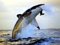 Great White Shark