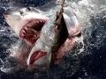 Great White Shark