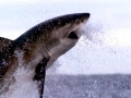 Great White Shark