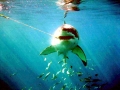 Great White Shark