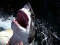 Great White Shark