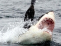 Great White Shark