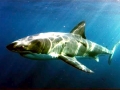 Great White Shark