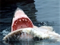 Great White Shark