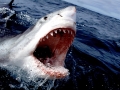 Great White Shark