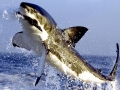 Great White Shark