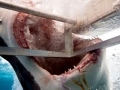Great White Shark