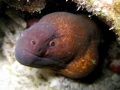 Giant Moray Eel