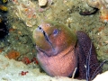 Giant Moray Eel