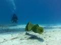 Giant Moray Eel