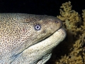 Giant Moray Eel