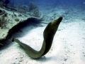 Giant Moray Eel