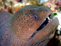 Giant Moray Eel