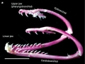 Giant Moray Eel