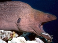 Giant Moray Eel