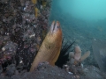Giant Moray Eel