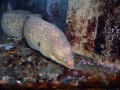 Giant Moray Eel