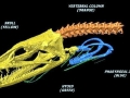Giant Moray Eel