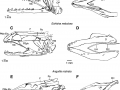 Giant Moray Eel