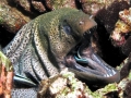 Giant Moray Eel