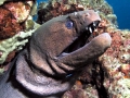 Giant Moray Eel
