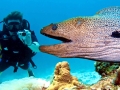 Giant Moray Eel