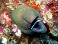 Giant Moray Eel