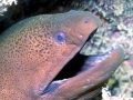 Giant Moray Eel