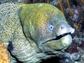 Giant Moray Eel