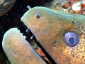 Giant Moray Eel