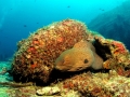 Giant Moray Eel