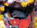Giant Moray Eel
