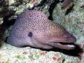 Giant Moray Eel