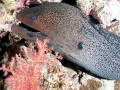Giant Moray Eel