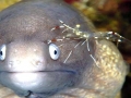 Giant Moray Eel