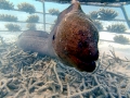 Giant Moray Eel
