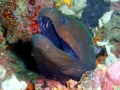 Giant Moray Eel