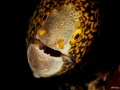 Giant Moray Eel